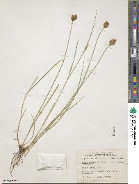 Carex crawfordii image