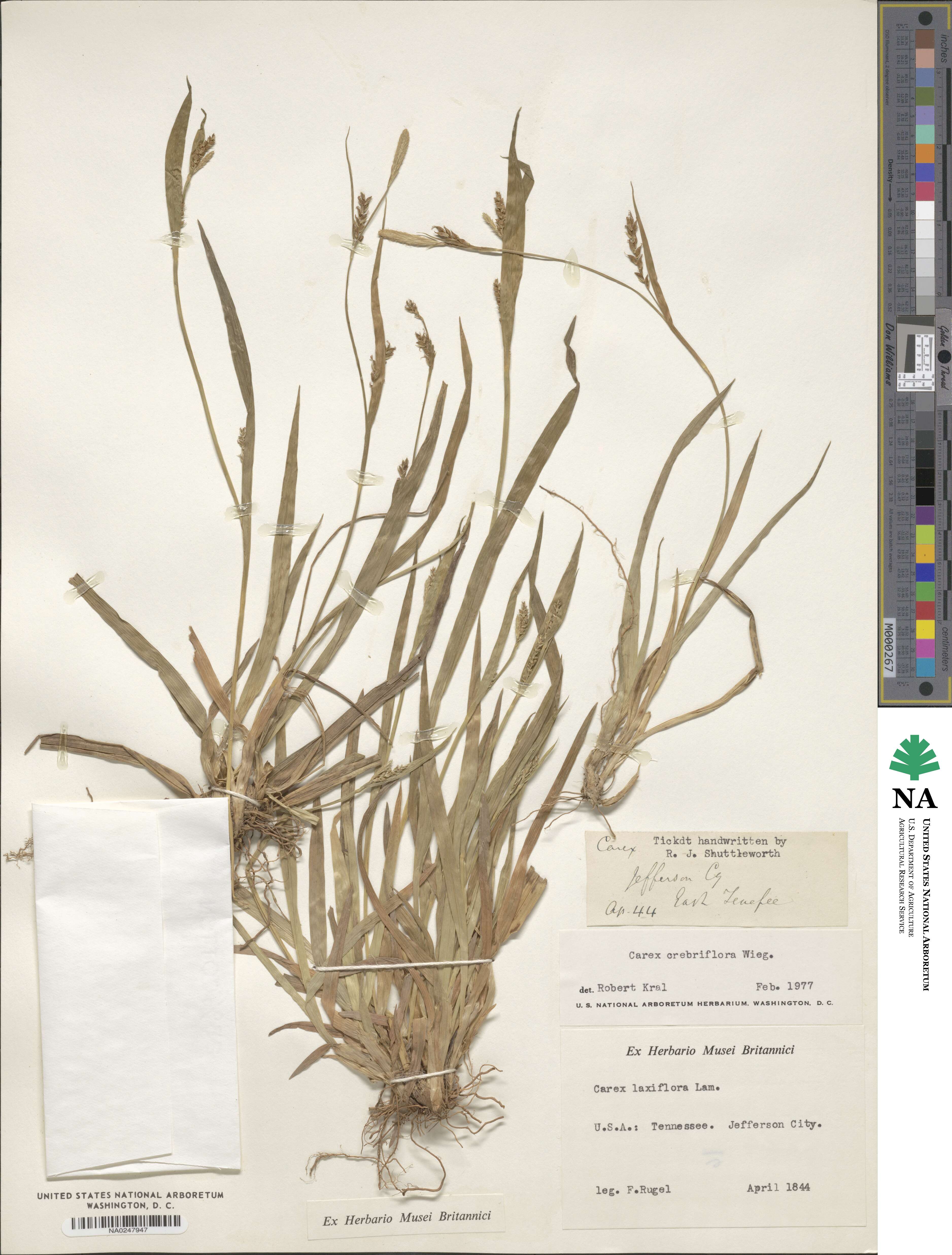 Carex crebriflora image
