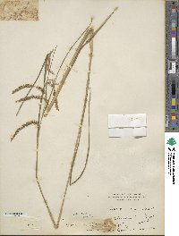 Carex crinita image