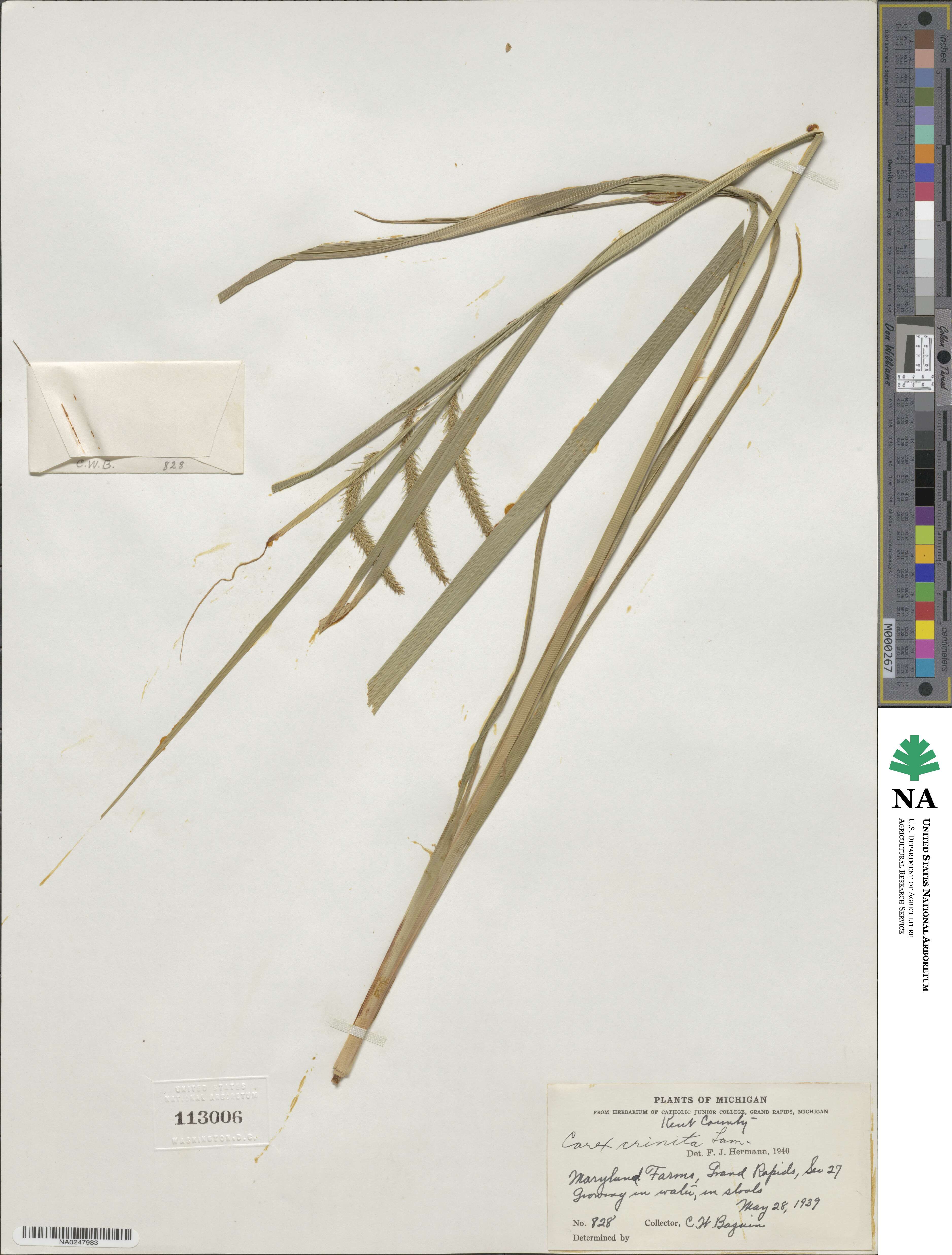 Carex crinita var. brevicrinis image