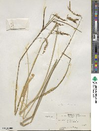 Carex crinita image