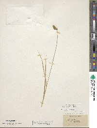 Carex cristatella image