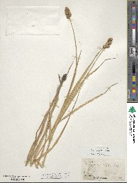 Carex cristatella image