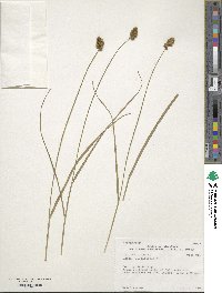 Carex cristatella image