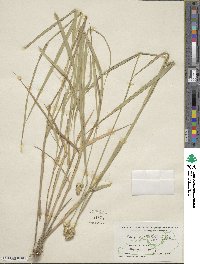 Carex cristatella image