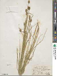 Carex cristatella image