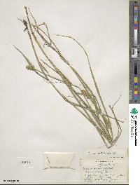 Carex cristatella image