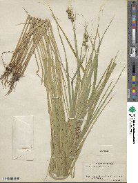 Carex cristatella image