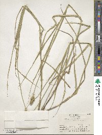 Carex cristatella image