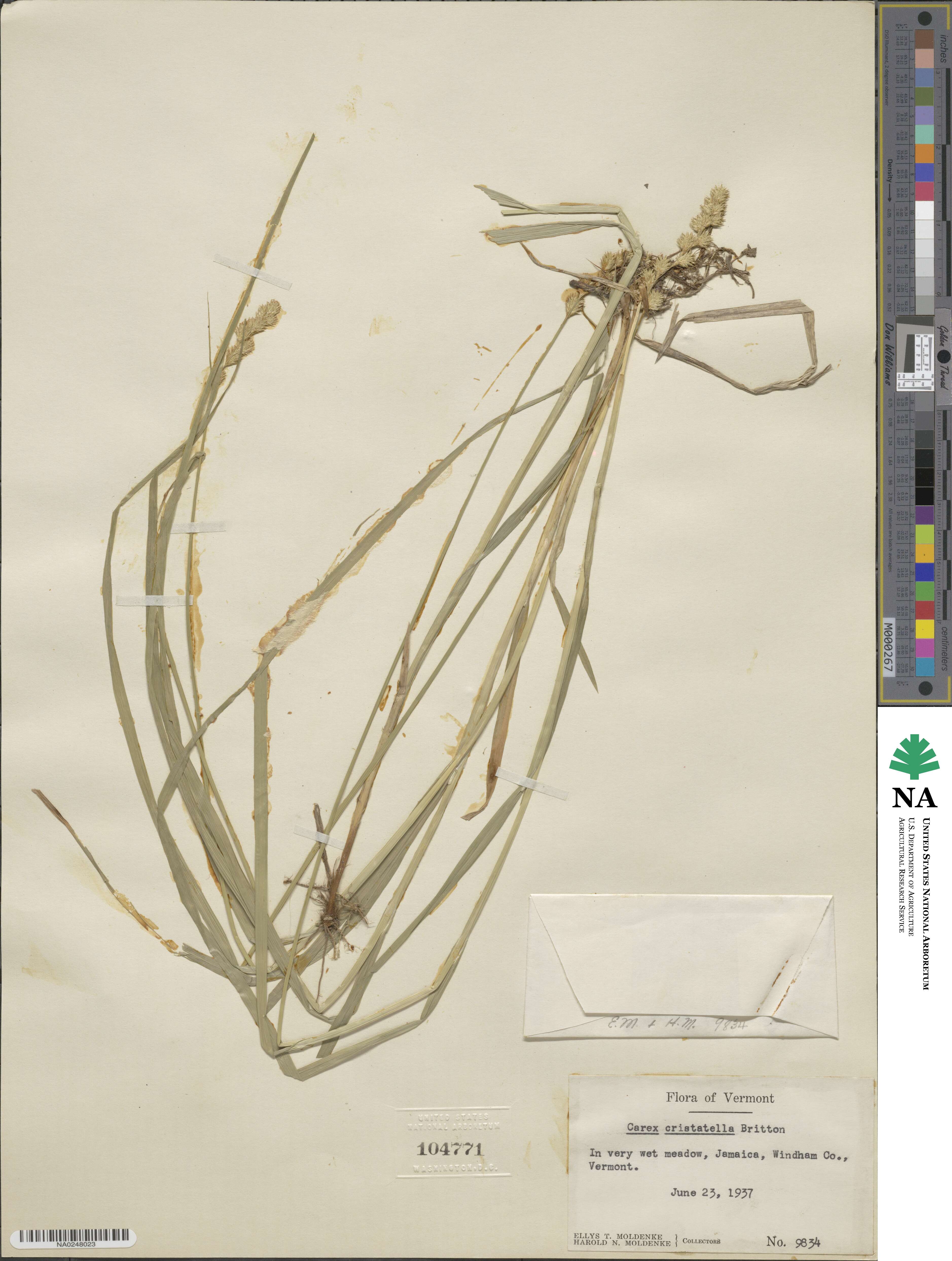 Carex cristatella image