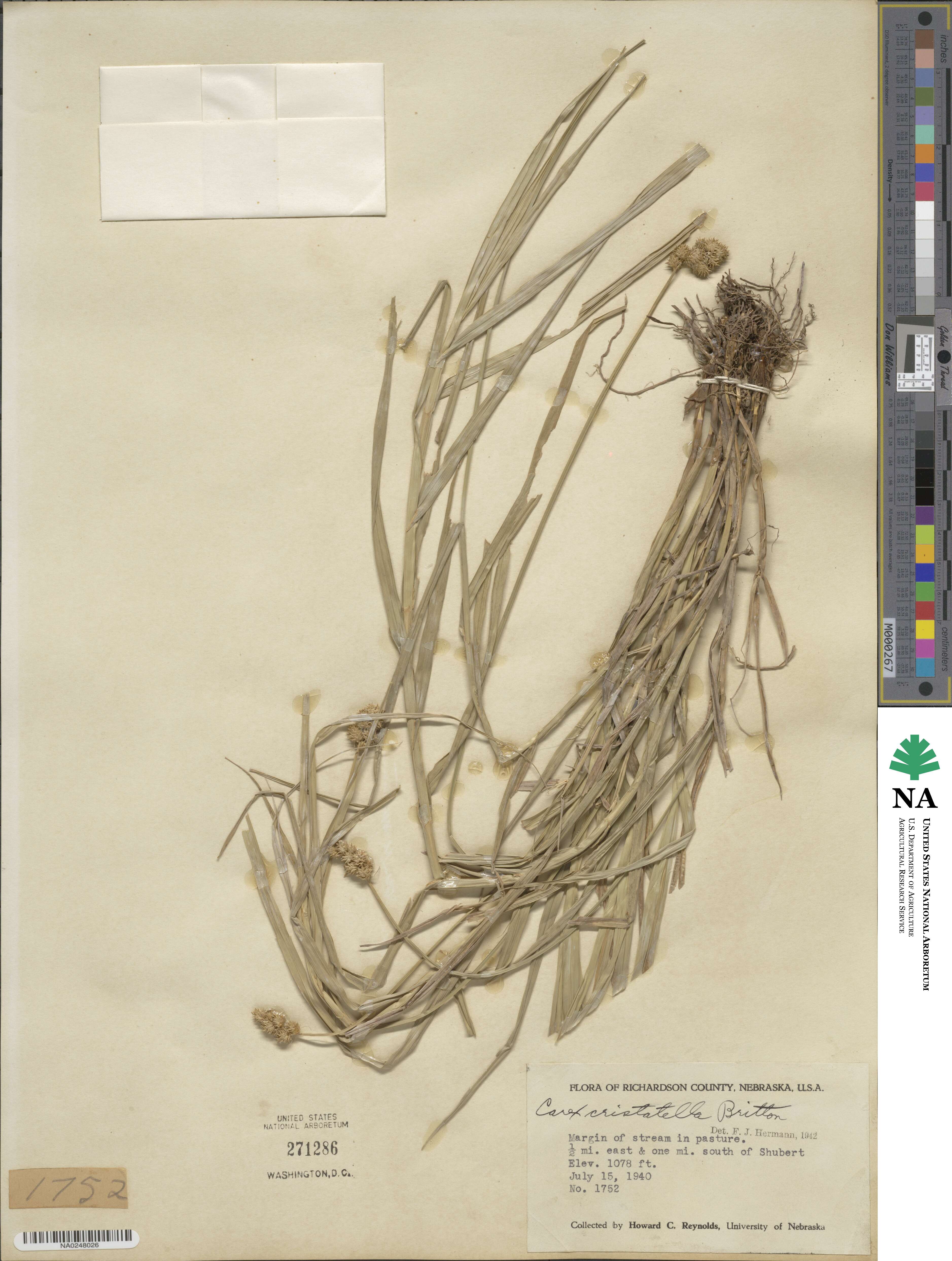 Carex cristatella image