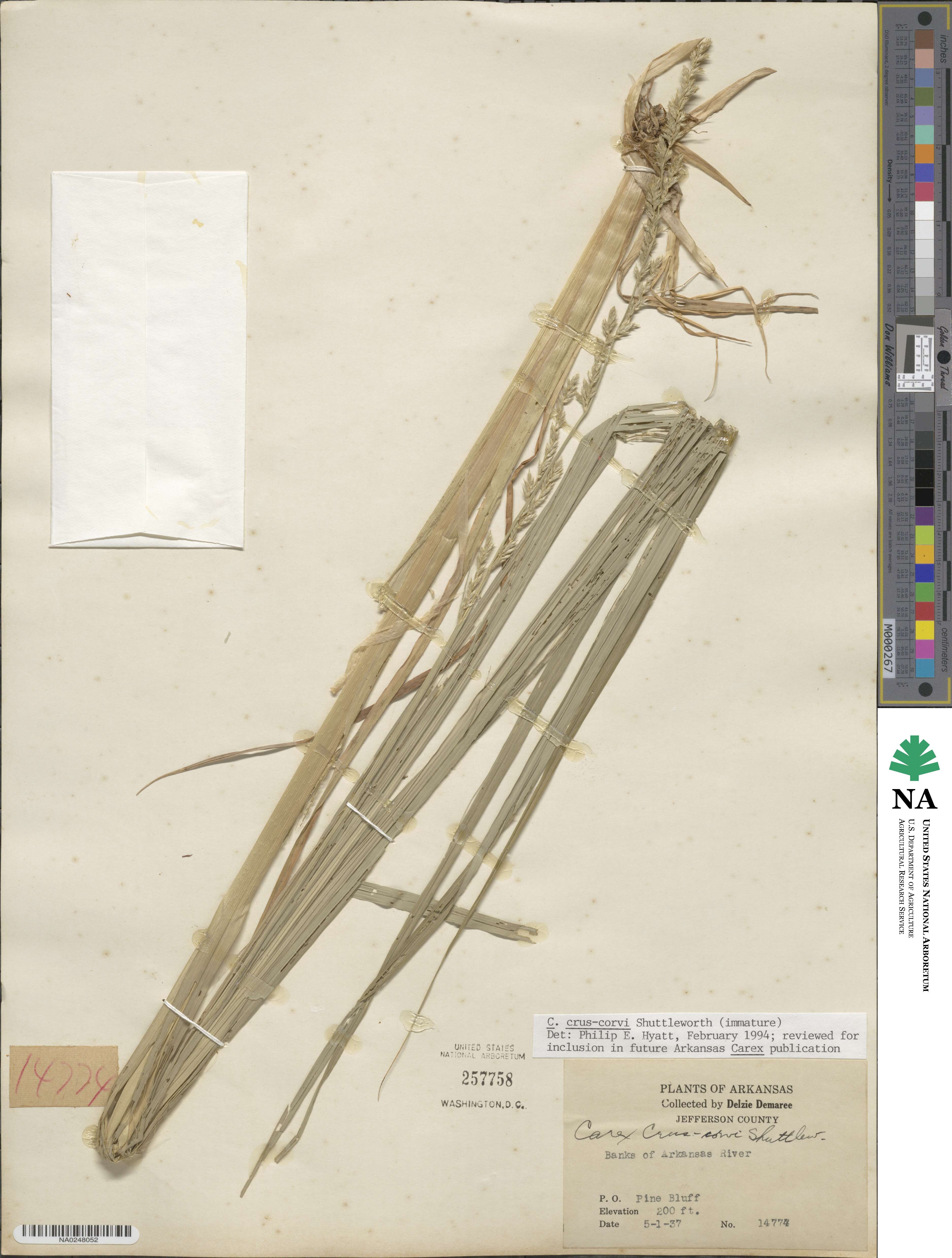 Carex crus-corvi image