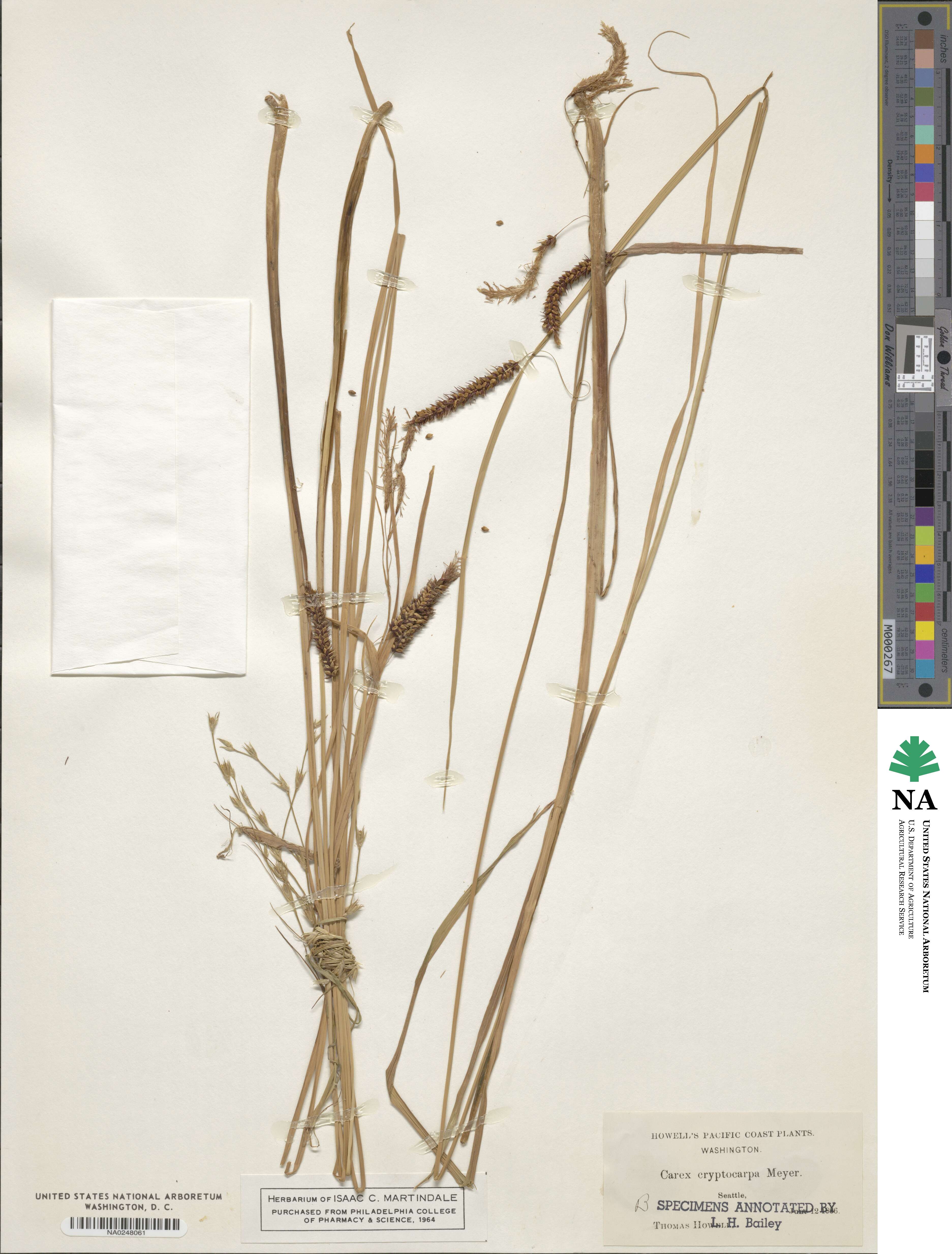 Carex cryptocarpa image