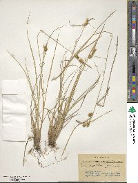 Carex cryptolepis image