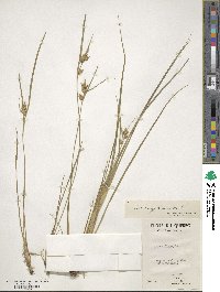 Carex cryptolepis image