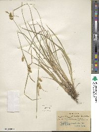 Carex cryptolepis image