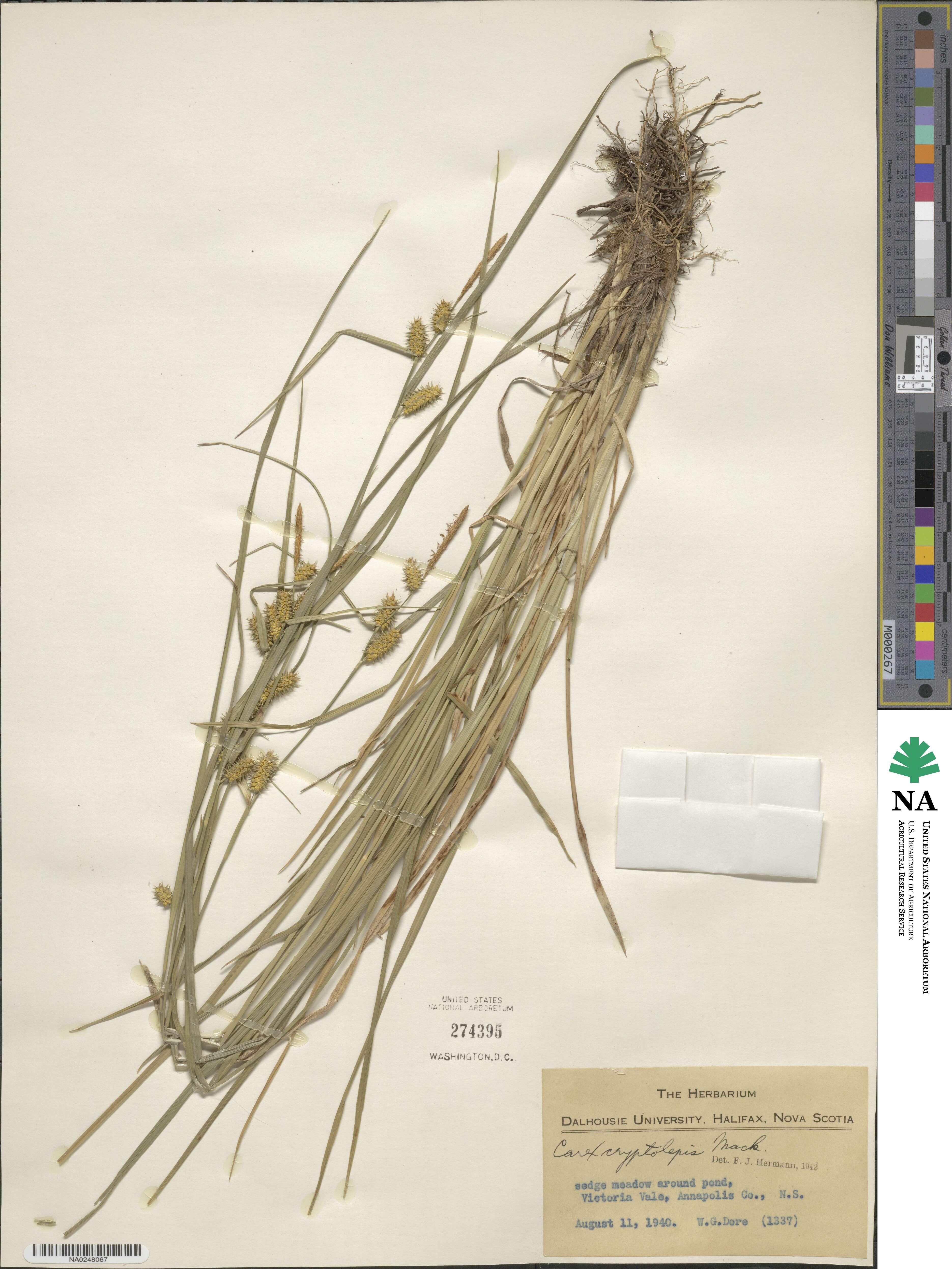 Carex cryptolepis image