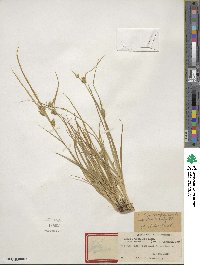 Carex cryptolepis image