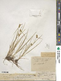 Carex cryptolepis image