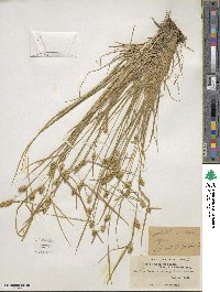 Carex cryptolepis image