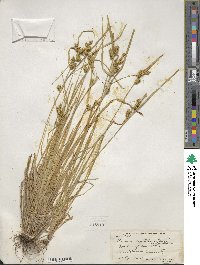 Carex cryptolepis image