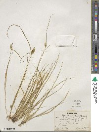 Carex cryptolepis image