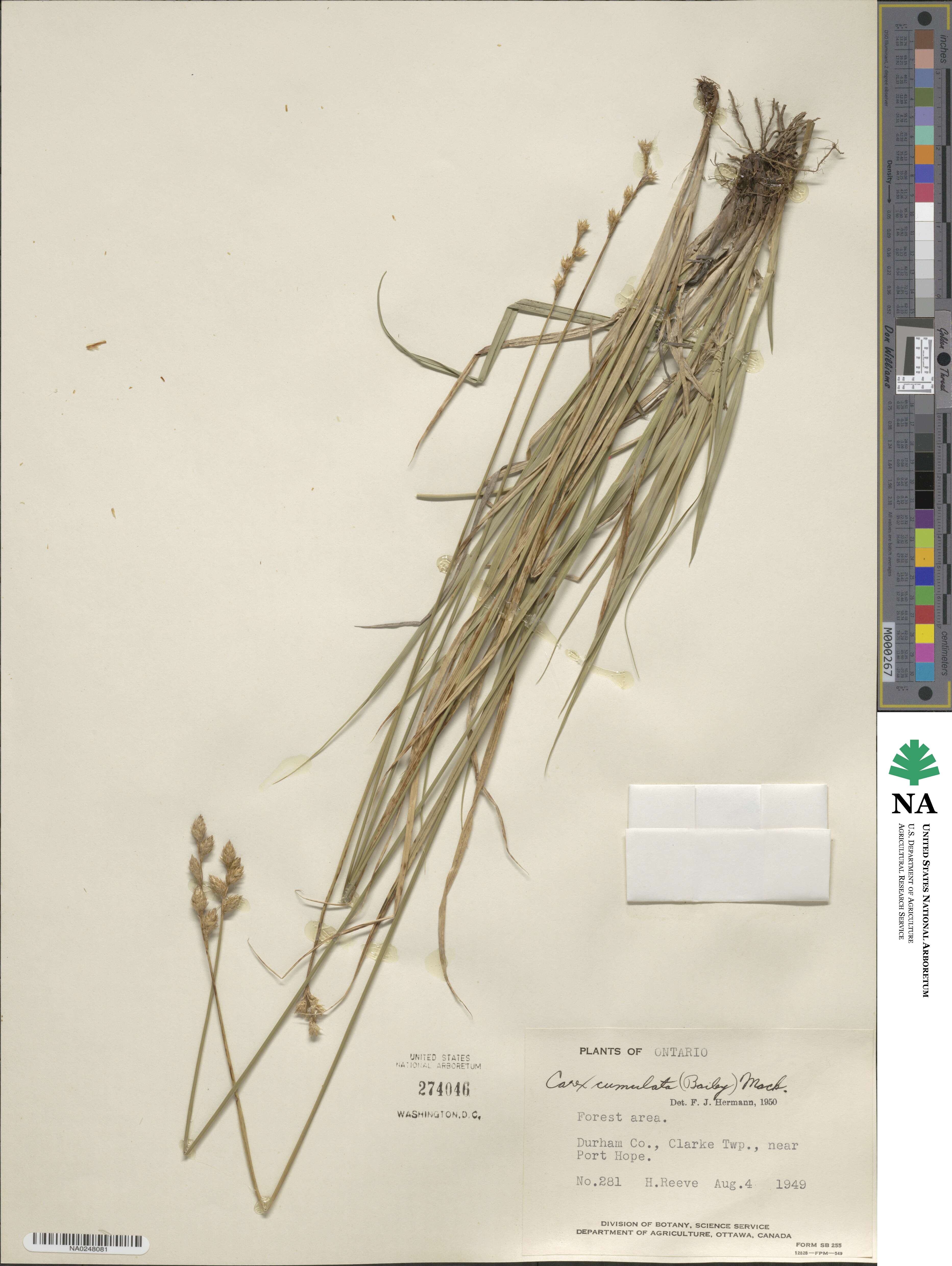 Carex cumulata image