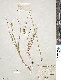 Carex cumulata image