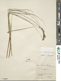 Carex cusickii image