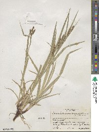 Carex davisii image