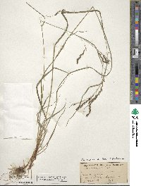 Carex debilis image
