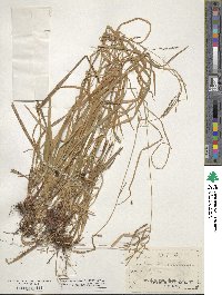 Carex debilis image