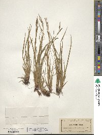 Carex debilis image