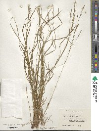 Carex debilis image