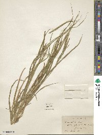 Carex debilis image