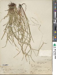 Carex debilis image