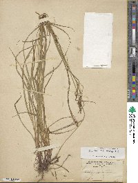 Carex debilis var. rudgei image