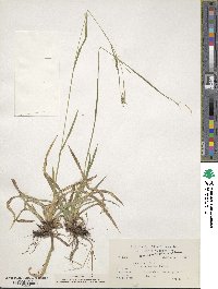 Carex debilis var. rudgei image