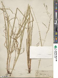 Carex debilis var. rudgei image