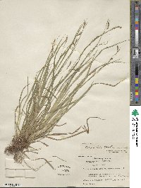 Carex debilis var. rudgei image