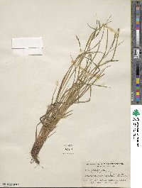 Carex debilis var. rudgei image