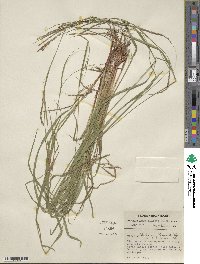 Carex debilis var. rudgei image