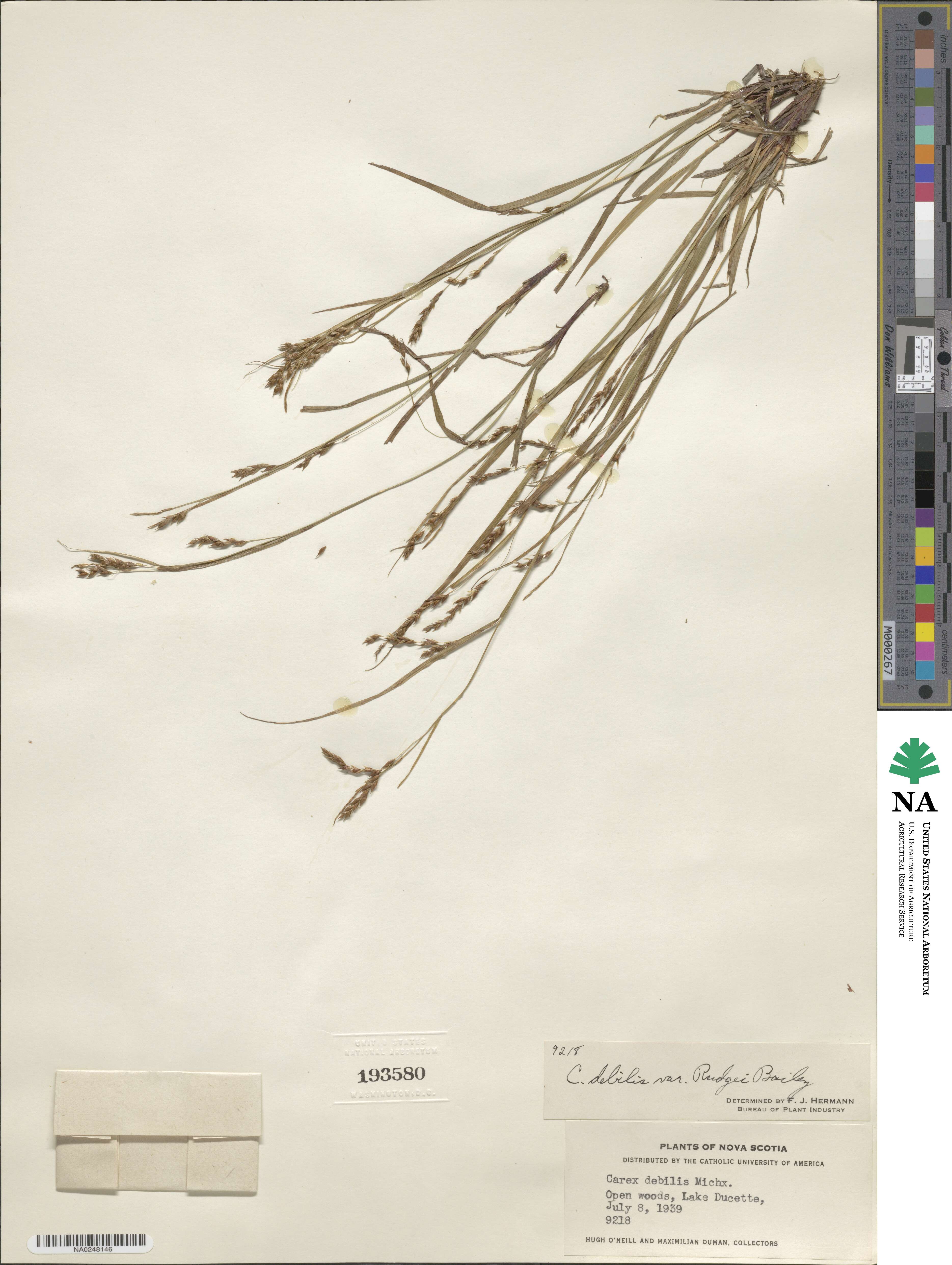 Carex debilis var. rudgei image