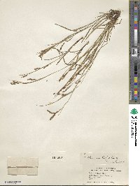 Carex debilis var. rudgei image