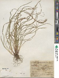 Carex debilis var. rudgei image