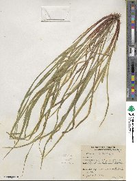 Carex debilis var. rudgei image