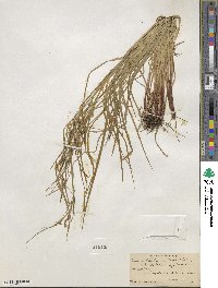 Carex debilis var. rudgei image