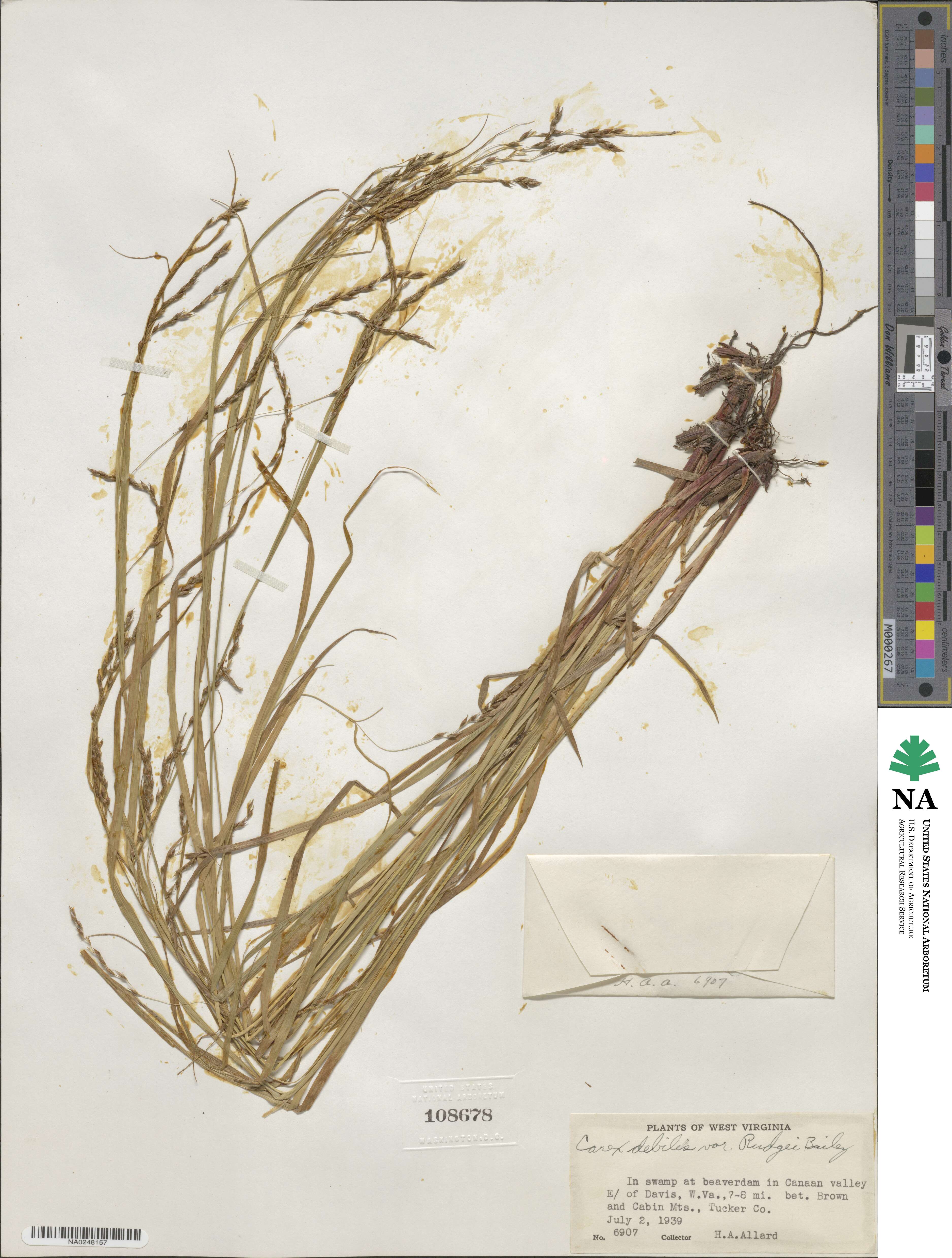 Carex debilis var. rudgei image
