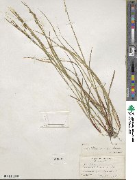 Carex debilis var. rudgei image