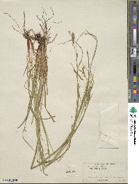 Carex debilis var. rudgei image